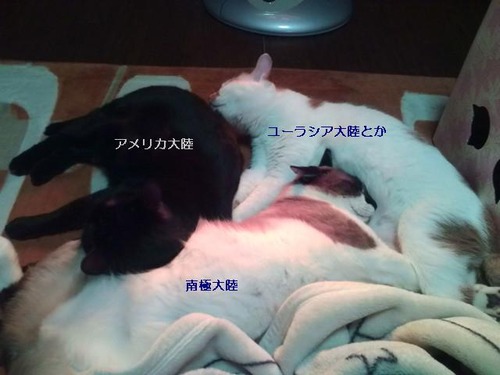 密着大陸たち