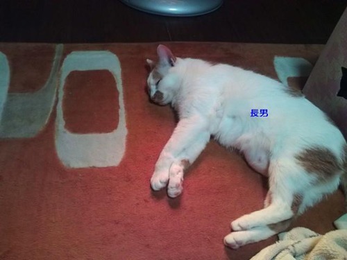 そして一人に猫