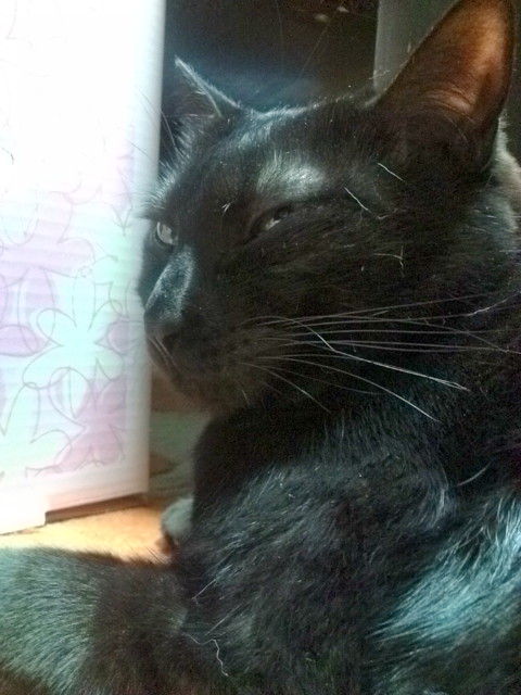 まといの要望