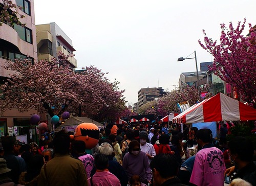 sakura 063