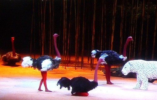 dance007