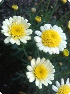 2009.5.29oranndama-garetto.yellow.jpg