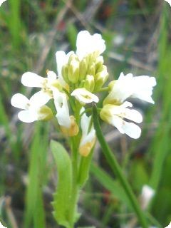 2008.6.11sunahamanosiroihana.jpg