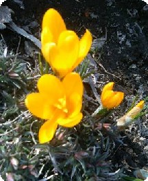 2008yellowcrocus2.jpg