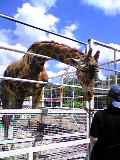 image0071.jpg