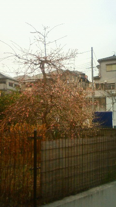 img20090214_1.jpg