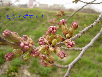img20050429_1.jpg