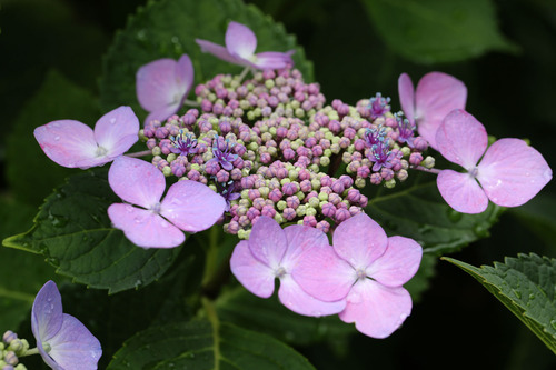 紫陽花7