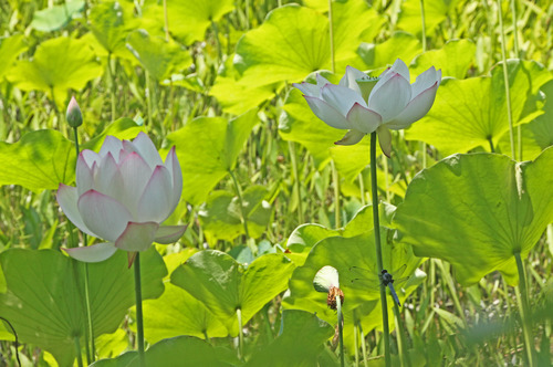 ハス8