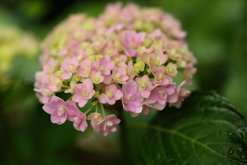 紫陽花3