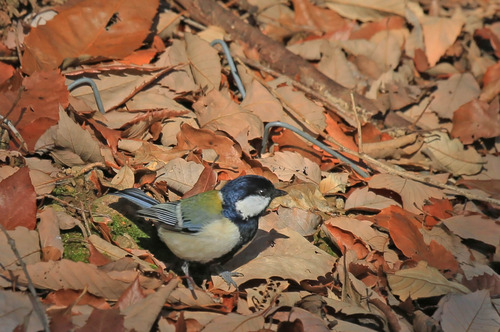 シジュウカラ