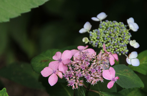 紫陽花6