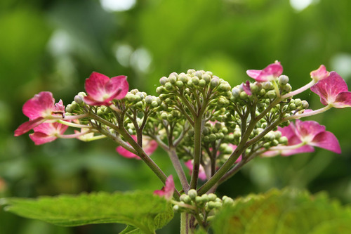 紫陽花10
