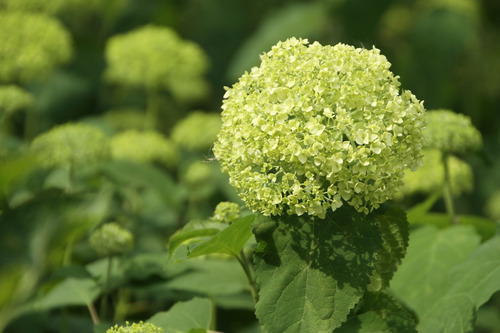 紫陽花