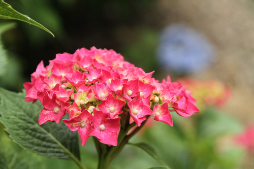 紫陽花2