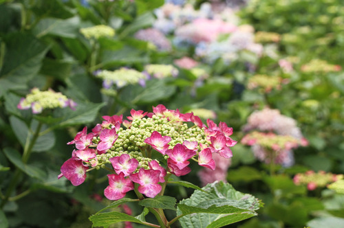 紫陽花8