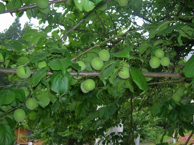 70615ume.jpg