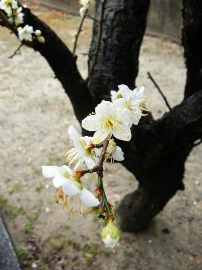 平成24年2月23日 040