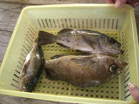 img20070821_5.jpg