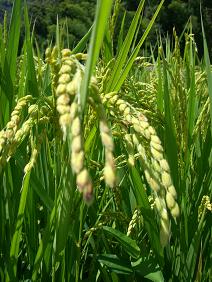 img20070817_3.jpg