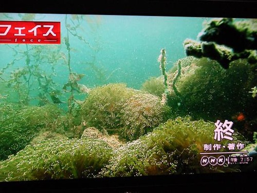 (周防大島ニホンアワサンゴ)撮影平成25年1月25日 061