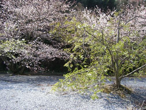 img20070330_2.jpg