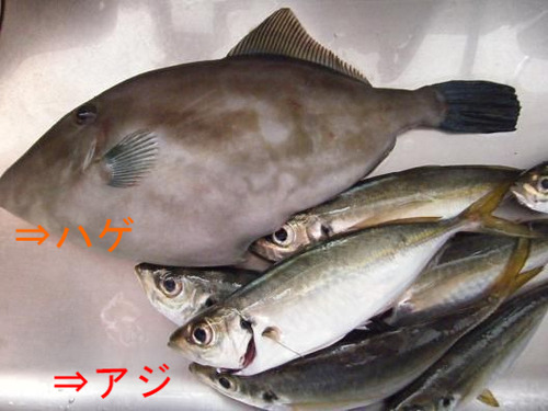 BlogPaint