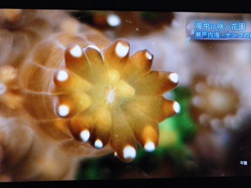 (周防大島ニホンアワサンゴ)撮影平成25年1月25日 033