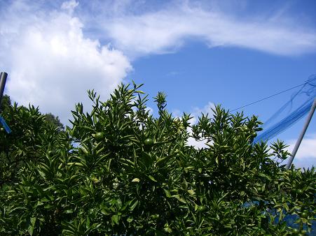 img20070828_1.jpg