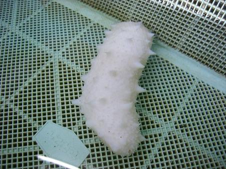 img20080119_2.jpg