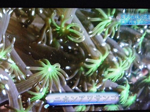 (周防大島ニホンアワサンゴ)撮影平成25年1月25日 020