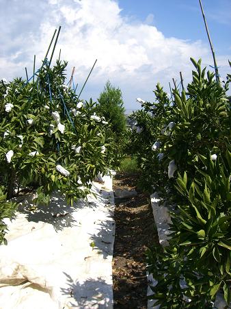 img20070828_6.jpg