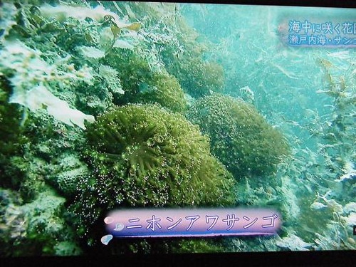 (周防大島ニホンアワサンゴ)撮影平成25年1月25日 019