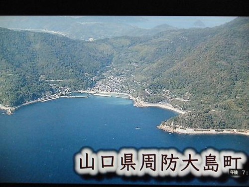 (周防大島ニホンアワサンゴ)撮影平成25年1月25日 008