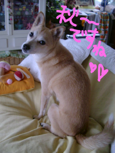 akispi.jpg
