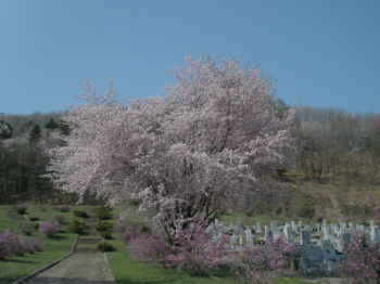 09sakura.jpg