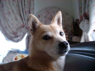 hurimukisupi.jpg