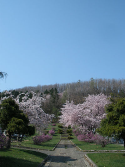 09sakura3.jpg
