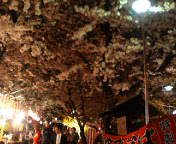 hanami.jpg