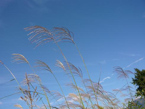 a1.jpg