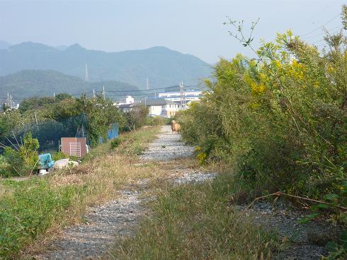 a5a.jpg