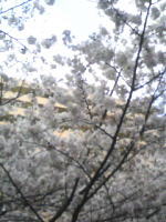 0325sakura.jpg