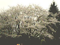 0330sakura.jpg