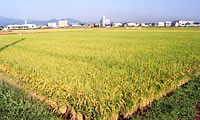 tanbo.bmp