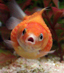 pingpon.jpg