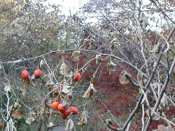 img20051208.jpg