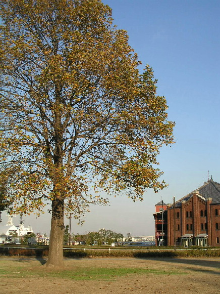 Pb170020.jpg