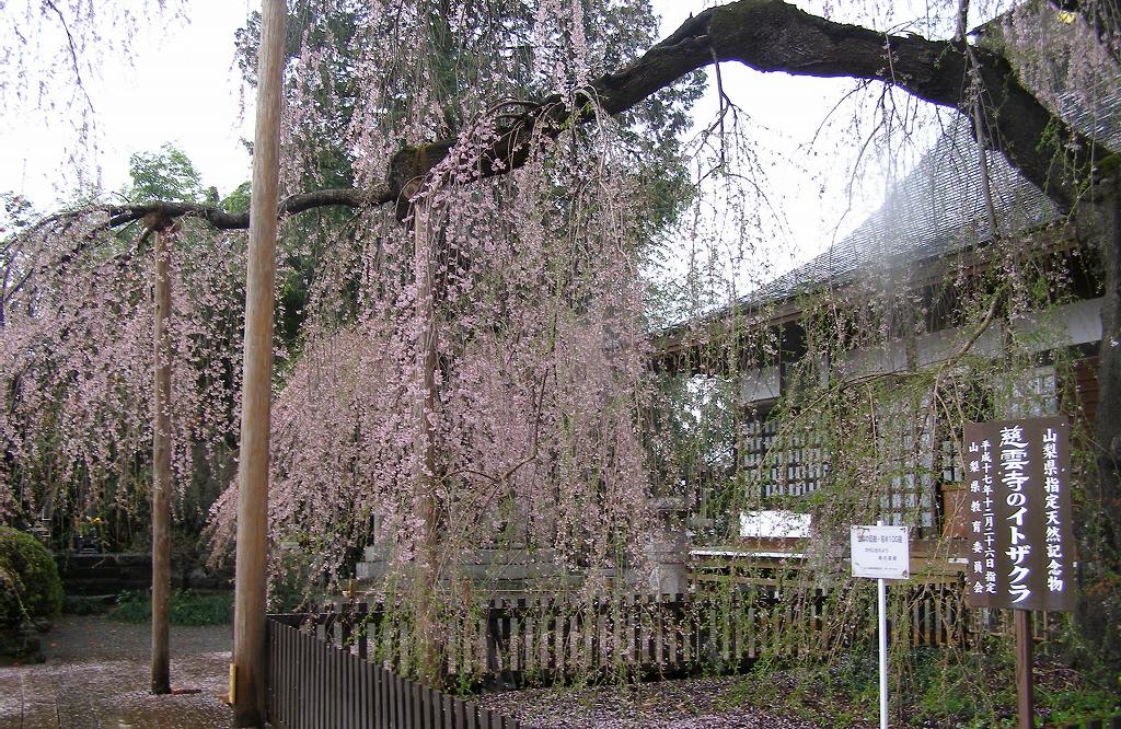 itozakura1.jpg