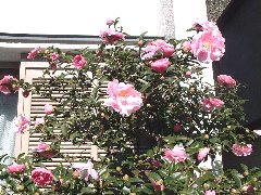 2004112703.jpg