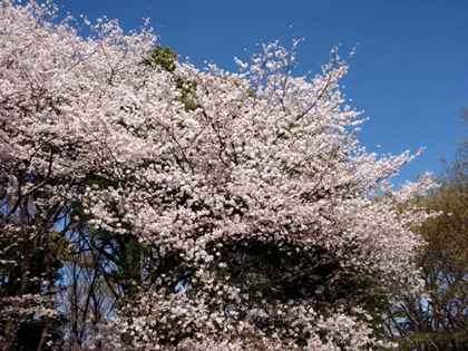 20080401_07a.jpg